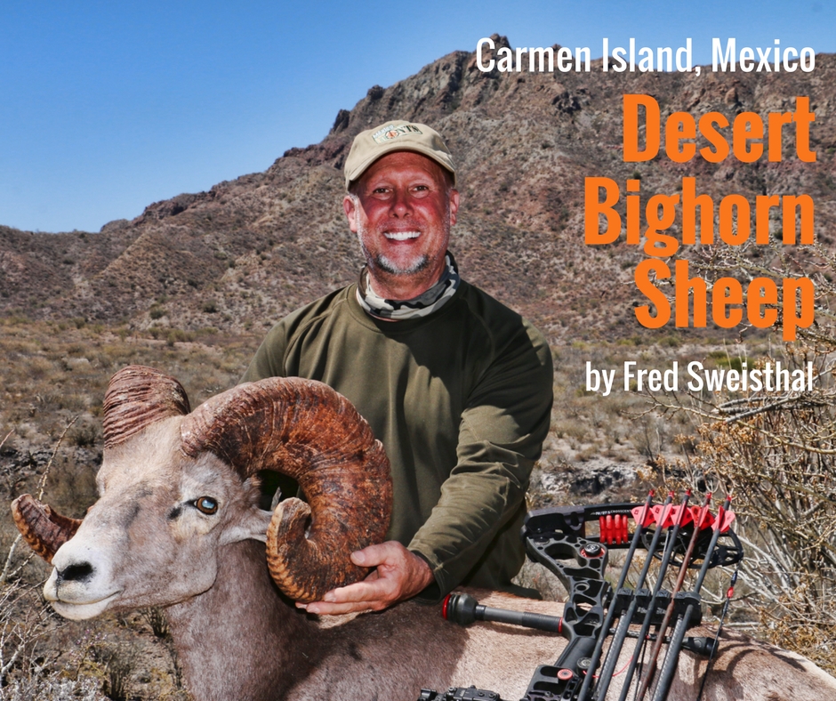 Desert Bighorn Sheep - Fred Sweisthal