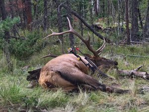 Rocky Mountain Elk located