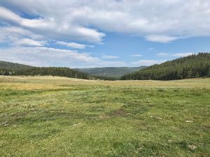 QFD-rocky-mountain-elk-view-meadow-1