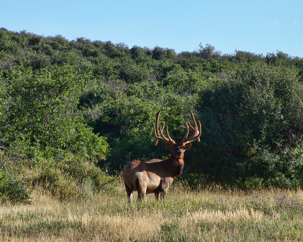 Trophy elk hunt with Quality Hunts