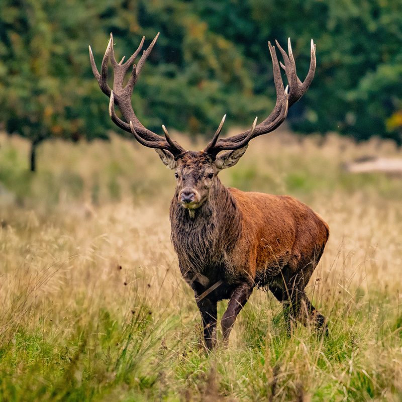 [Image: quality-hunts-red-stag-deer-800x800.jpg]