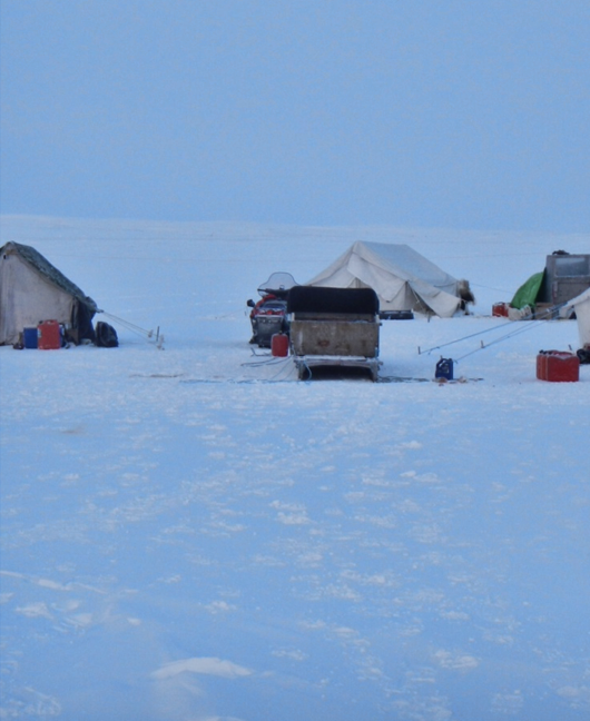 Tents hunting for Barren Ground Musk Ox