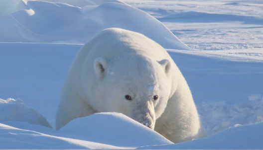 Polar Bear in the Frozen Arctic -11