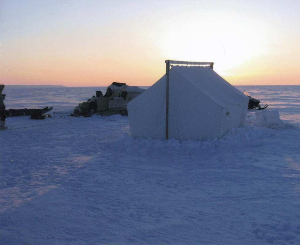 Polar Bear in the Frozen Arctic - tents