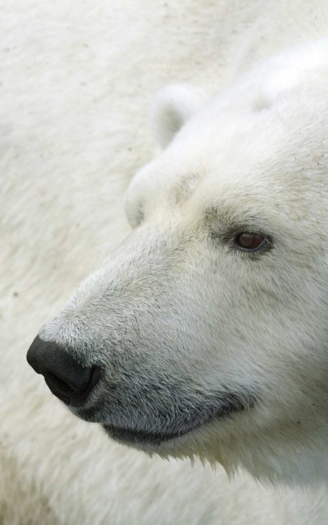 Polar Bear in the Frozen Arctic - 2