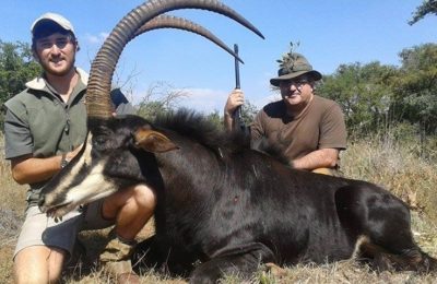 Sable Bull South African Hunt Safari - Hunt 1177