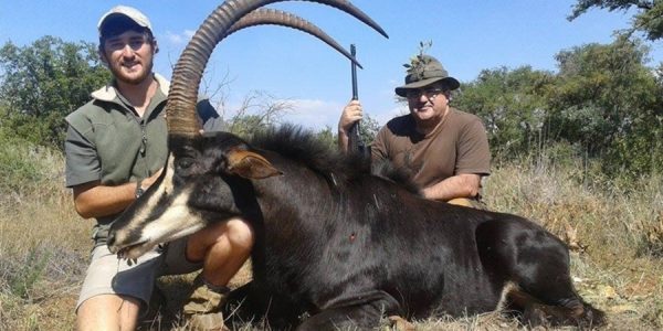 Sable Bull South African Hunt Safari - Hunt 1177