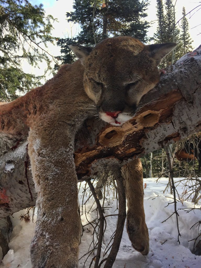 Colorado Mountain Lion - Quality Hunts - #1 Hunt Site