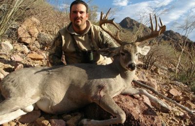 Whitetail Coues Deer - Sonora
