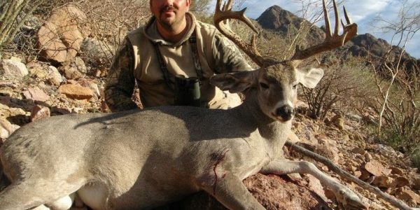 Whitetail Coues Deer - Sonora