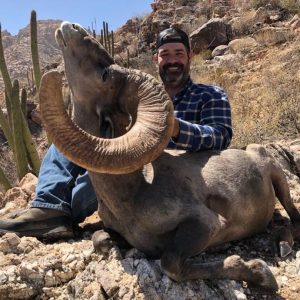 Desert Big Horn Sheep - Tiburon Island & Mainland Sonora