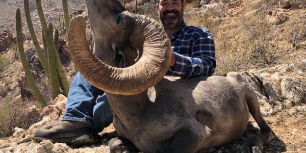 Desert Big Horn Sheep - Tiburon Island & Mainland Sonora