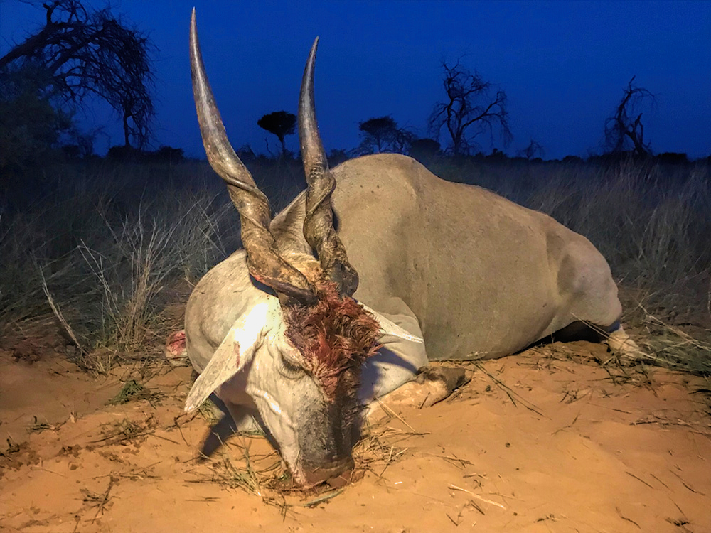 Nyala South African Hunt