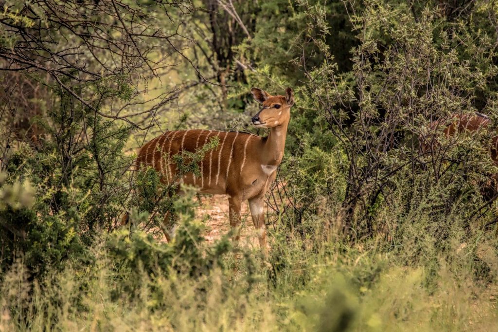 Springbuck South African Hunt - 18