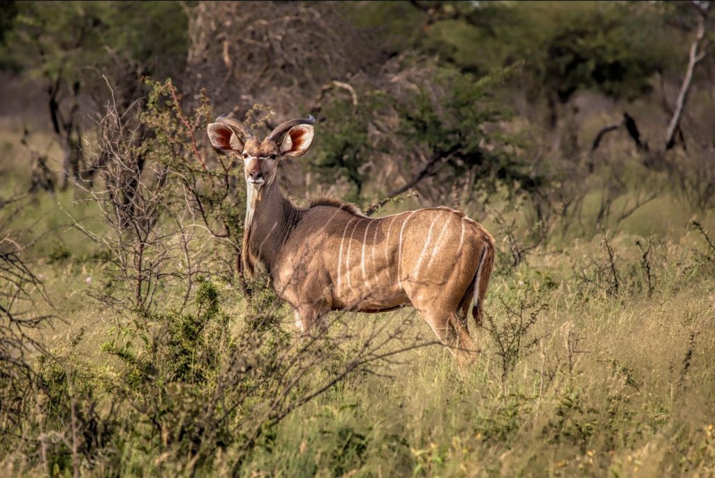 Springbuck South African Hunt - 19