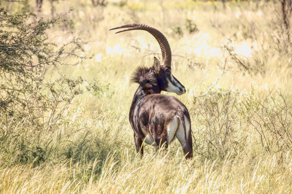 Springbuck South African Hunt - 5