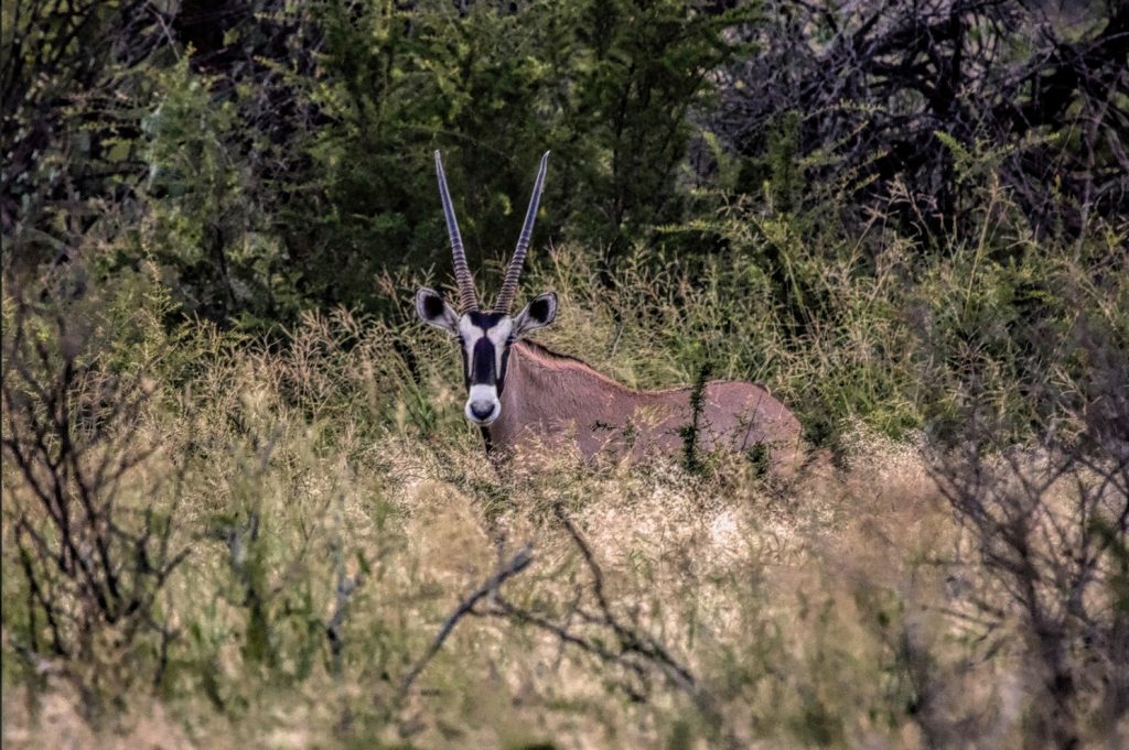 Springbuck South African Hunt - 7