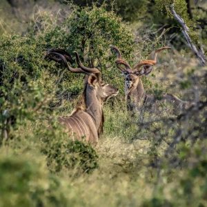 Springbuck South African Hunt - 9