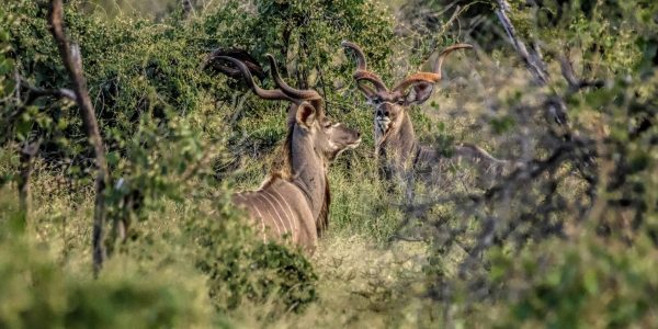 Springbuck South African Hunt - 9