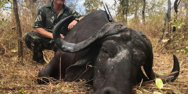 African Cape Buffalo with hunter