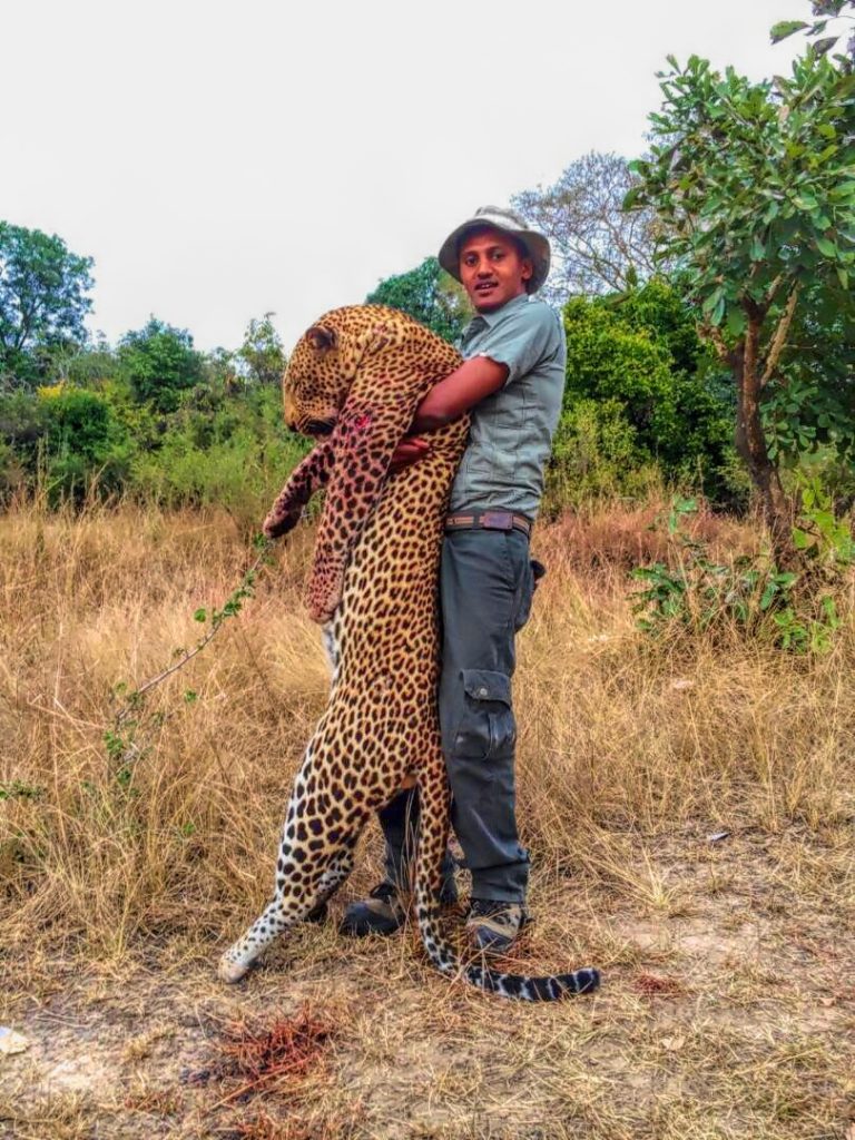 QH-african-leopard-selous-game-reserve-hunt-1