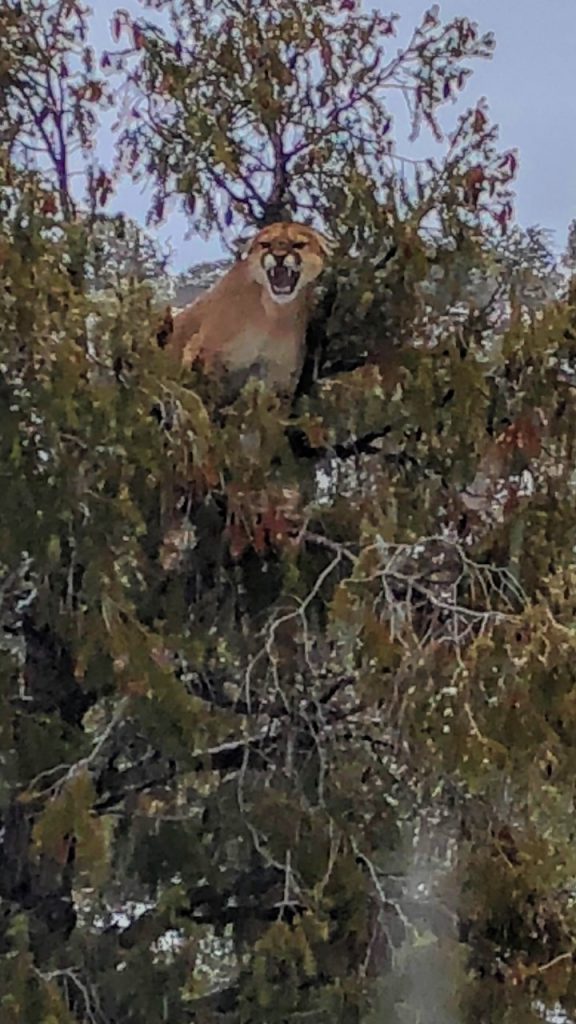 Mountain Lion in Western Colorado in tree