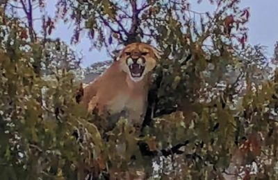Mountain Lion in Western Colorado