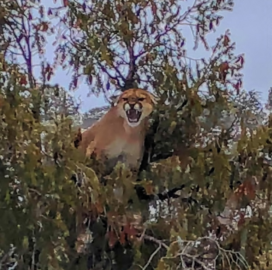 Mountain Lion in Western Colorado