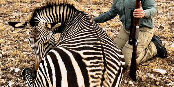 Namibia Plainsgame Hunt - Zebra