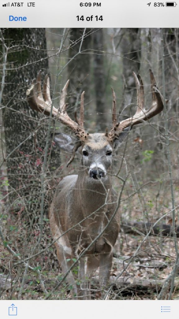 Texas Whitetail deer closeup - Hunt 2066
