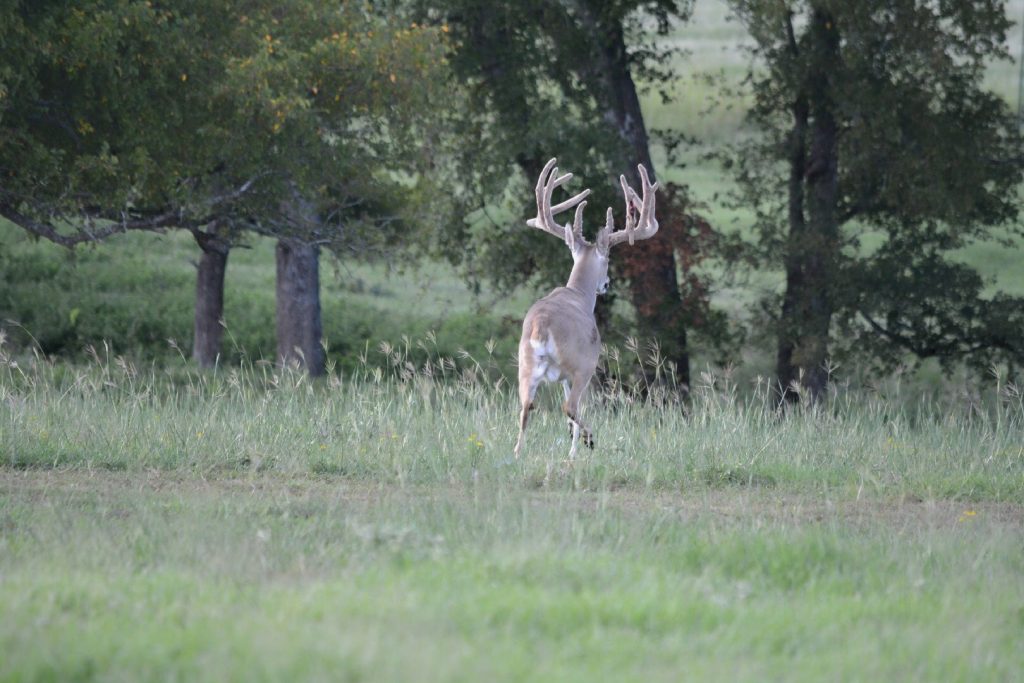 Texas Whitetail Deer Trophy running - Hunt 2066