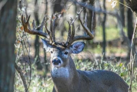 Trophy Whitetail scores roughly 225"