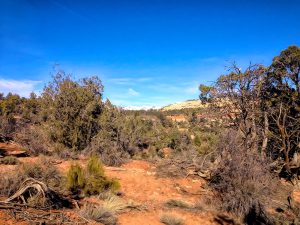 Quality Hunts - Arizona Mountain Lion Hunt - rugged mountain scenery 29