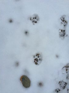 Mountain Lion Hunt 2 - British Columbia - Mammoth tracks 3