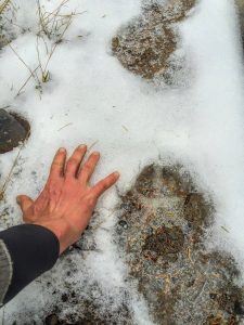Mountain Lion Hunt 2 - British Columbia - Mammoth tracks