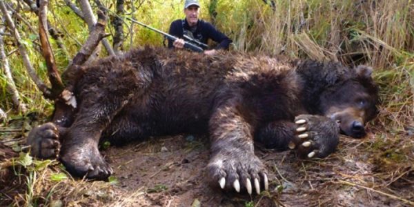 10'+ Brown Bear, 29 12/16" skull 10'2", 26 2/16" skull - Alaska Peninsula Brown Bear - Hunt 2327