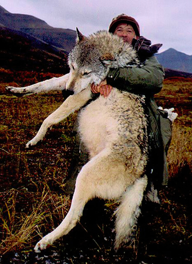 Monster Wolf - Alaska Peninsula Brown Bear - Hunt 2327