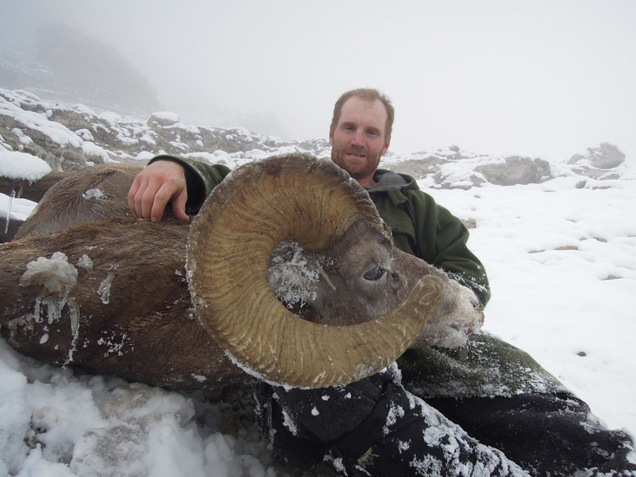 Canada Bighorn Sheep - Hunt 2364 - trophy bighorn sheep