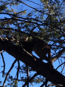 Mountain Lion in tree