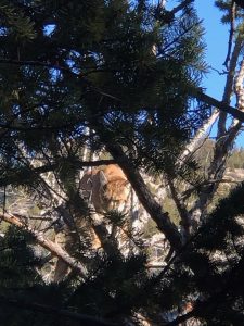 Close up of Mountain Lion