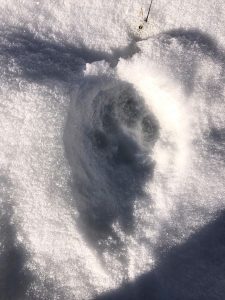 Fred Sweisthal's Mountain Lion Hunt in Colorado - Tracks