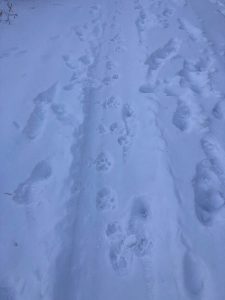 Fred Sweisthal's Mountain Lion Hunt in Colorado - Tracks - 2
