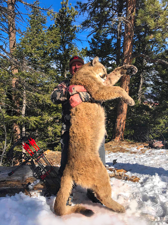Mountain Lion Hunt - Wyoming - lion harvested with Fred Sweisthal - 5