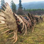 Northern British Columbia Moose Hunt
