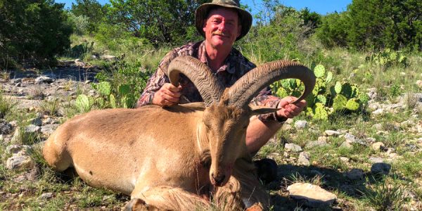 Hunt 3225 - Aoudad Sheep - Texas