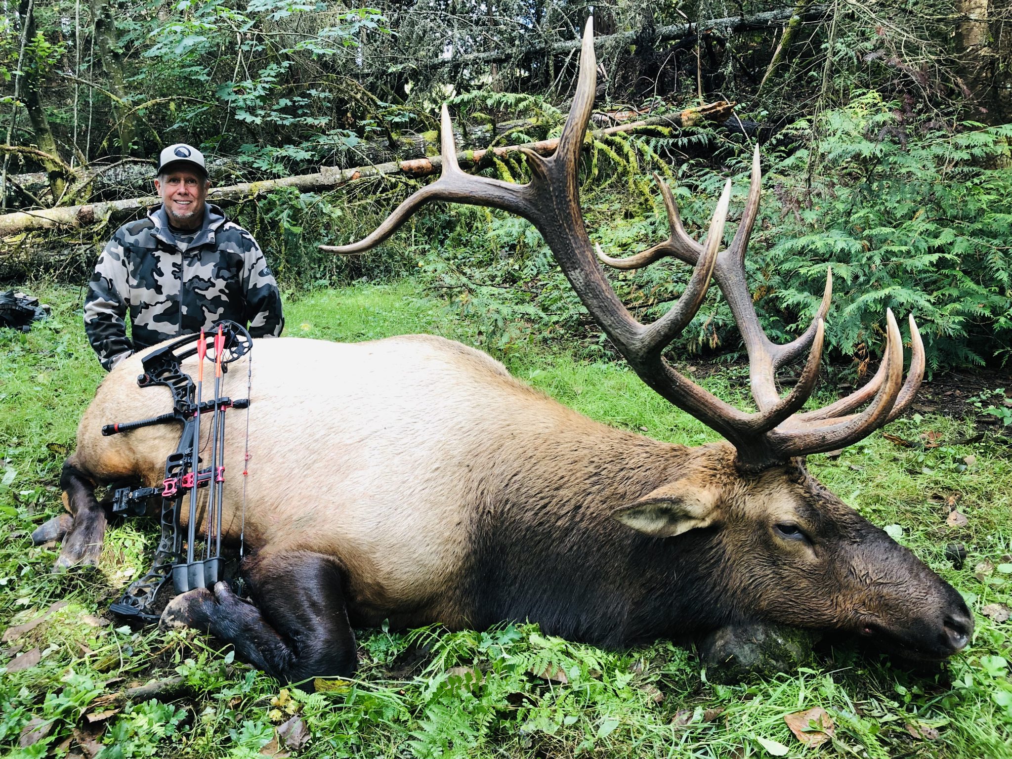 British Columbia Roosevelt Elk Hunt Archery Quality Hunts