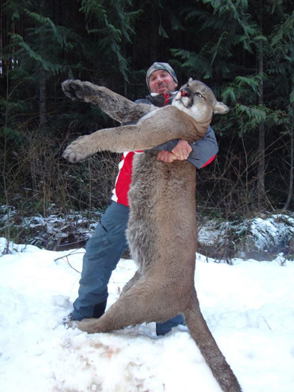British Columbia Mountain Lion Hunt Quality Hunts 1 Hunt Provider