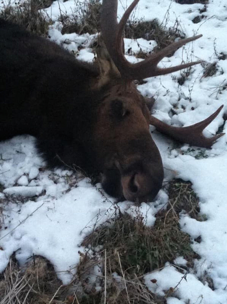 Canadian Moose Rut Hunt - Hunt 3486 - 12