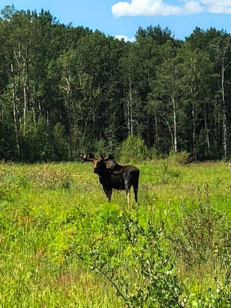 Canadian Moose Rut Hunt - Hunt 3486 - 13