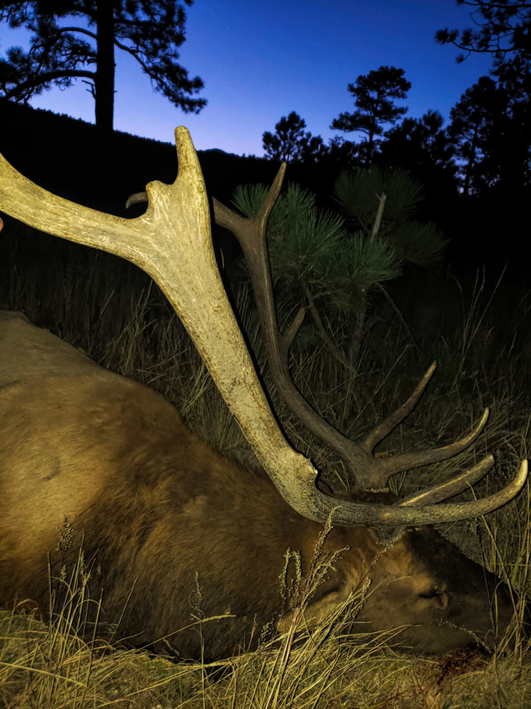New Mexico Elk - Hunt 3475